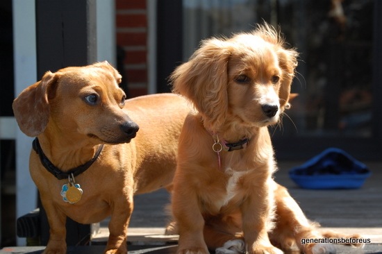Our Dogs and extended pet family